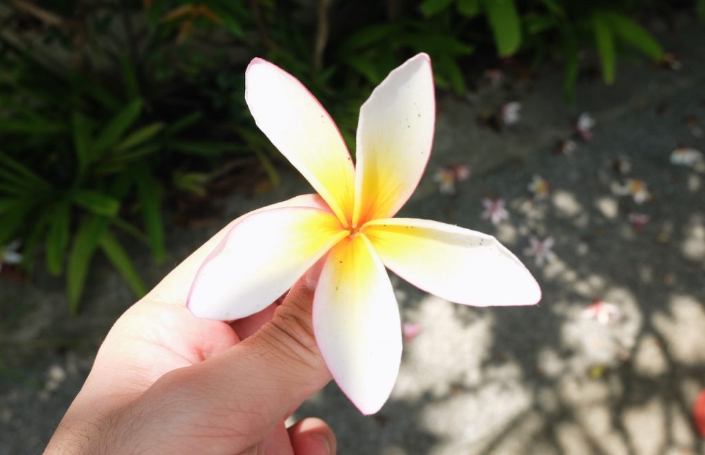 10 Street Plants in Singapore You Never Knew Were Edible RICE