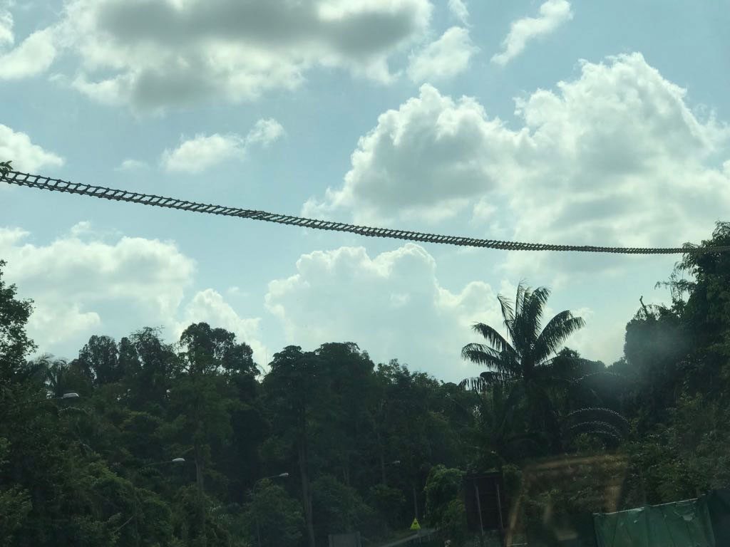 King Of The Jungle One Man S Quest To Save Mandai Reserve Rice